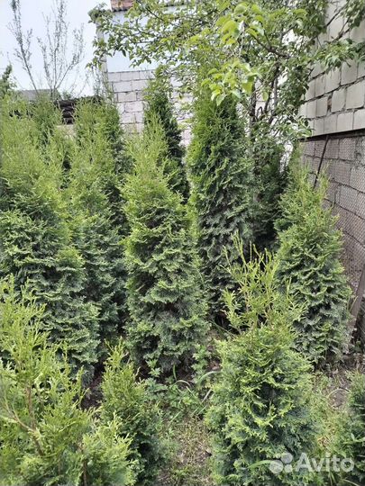 Туи в наличии200 + шт.1,5м