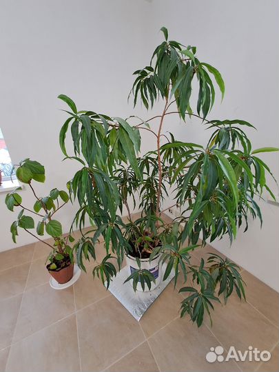 Растение комнатное