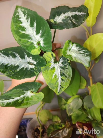 Сингониум scrambled eggs