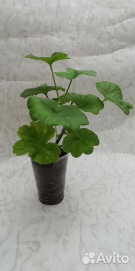 Пеларгония Rococo