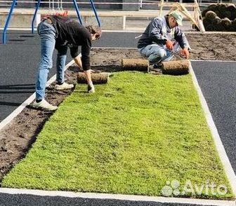Газон от производителя
