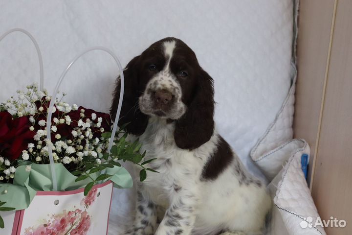 Щенки английского спрингер спаниеля