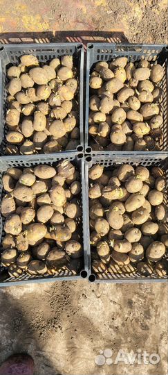 Семенной картофель