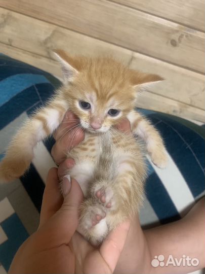 Котята-крысоловы