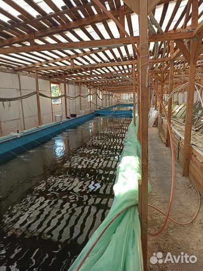 Австралийский рак малёк (посадочный материал)