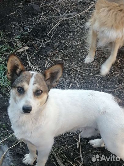 Маленькая собака