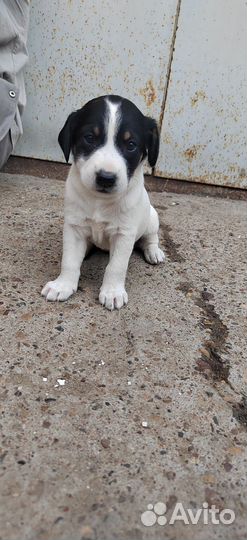 Собаки бесплатно в добрые руки щенки