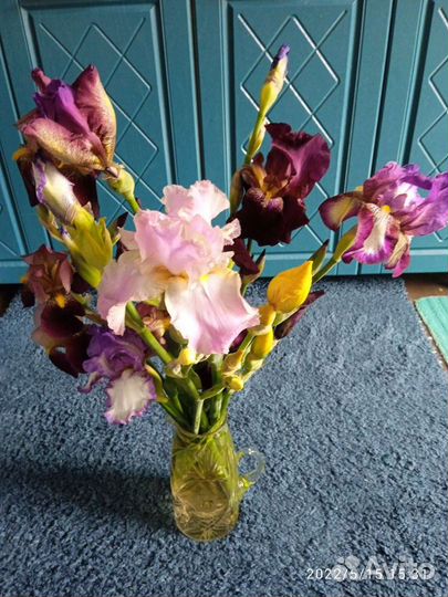 Ирисы, кусты