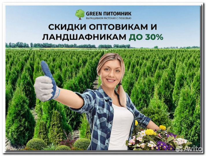 Туя в ассортименте:Смарагд,Брабант,Колумна