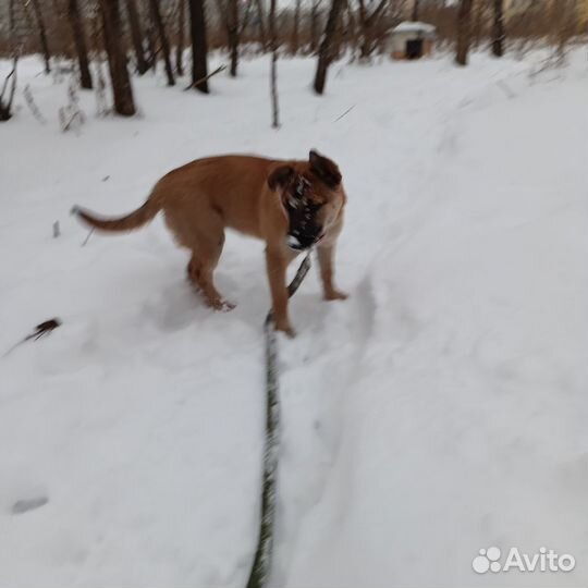 Собака в добрые руки отдам бесплатно