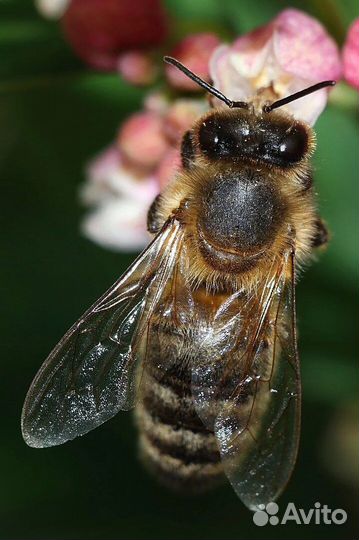 Пчелы на высадку