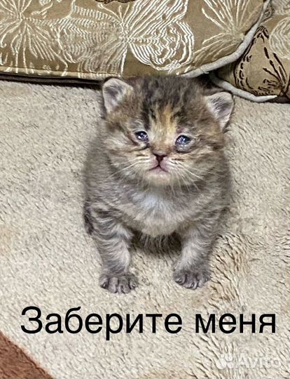 Кошка в дар бесплатно