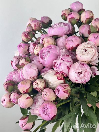 Голландские пионы