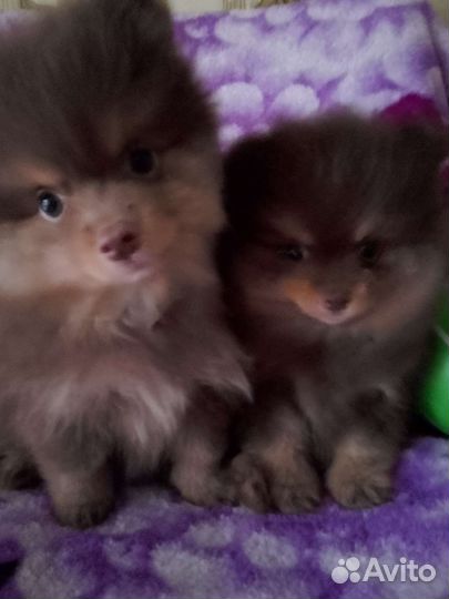 Щенки шпица