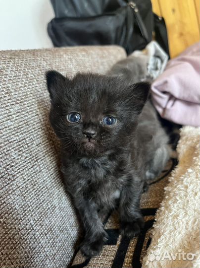 Котята отдам в добрые руки бесплатно