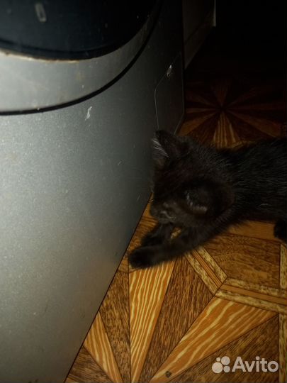 Котята бесплатно