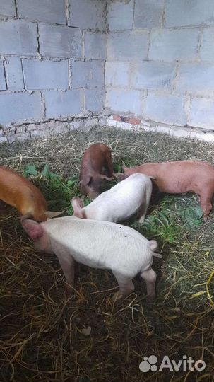 Поросята