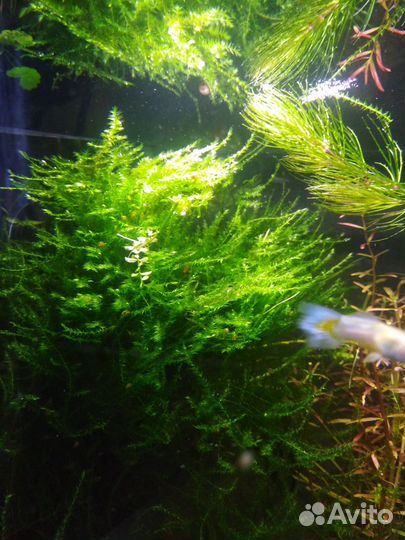 Яванский мох