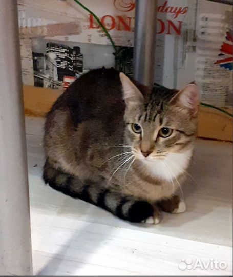 Айк - ласковый котик-шпротик