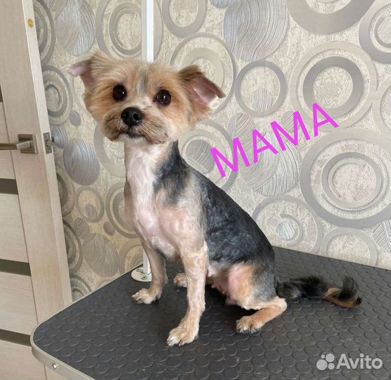 Йоркширский терьер мини