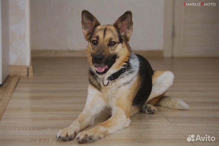 Девочка тип овчарки (помесь) ищет дом