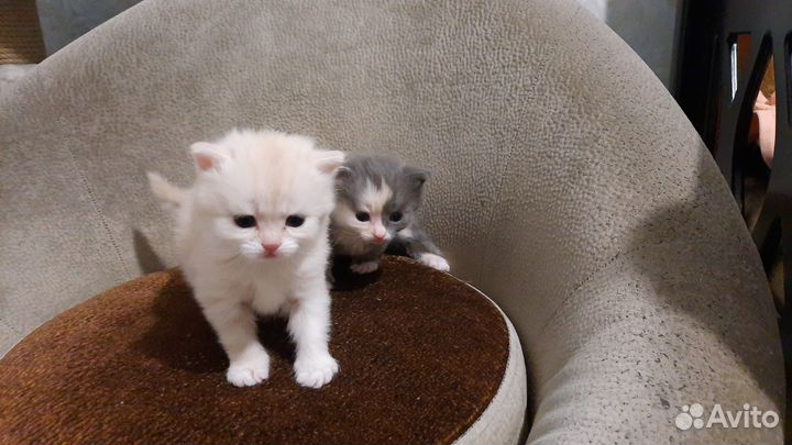Отдам кота в добрые руки