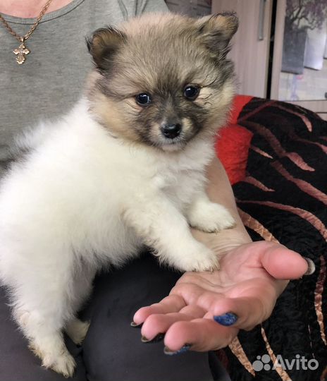 Детки Шпица