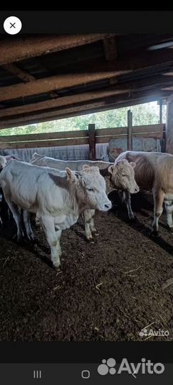 Бычки и телята
