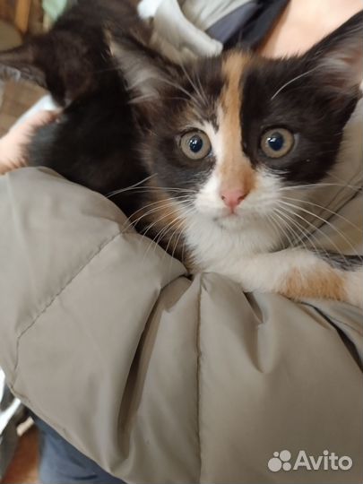 Котятки