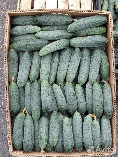 Огурцы и помидоры домашние свежие