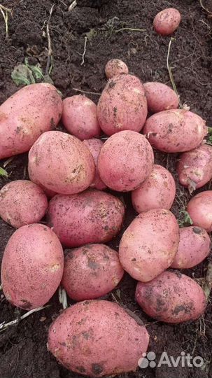 Продам картофель