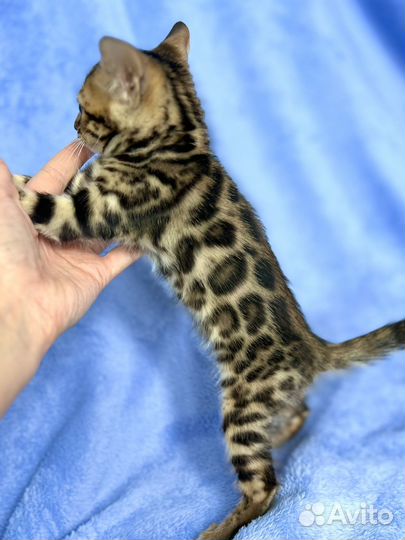 Бенгальская кошечка, бенгальские котята