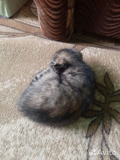 Шотландская кошка в дар