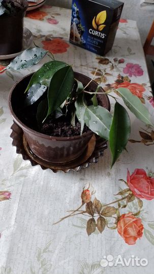 Комнатные растения