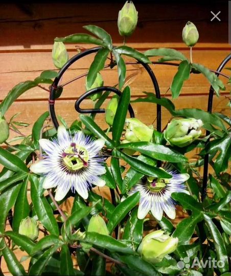 Пассифлора