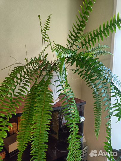 Комнатные растения