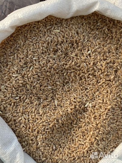 Яровая пшеница, кукуруза, семечки, зерносмесь