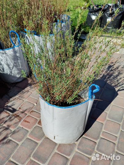 Ива шаровидная