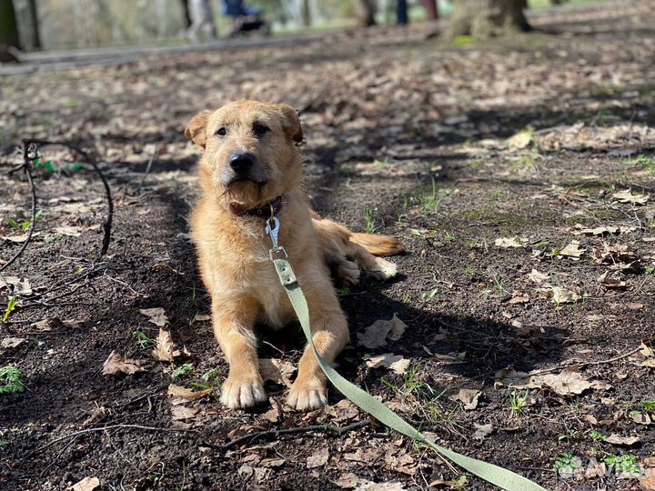 Собака Гриня в добрые руки