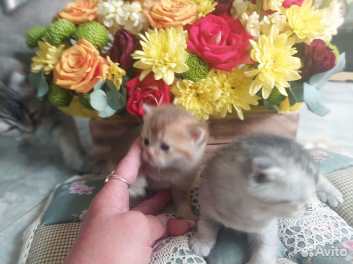 Шотландская шиншилла