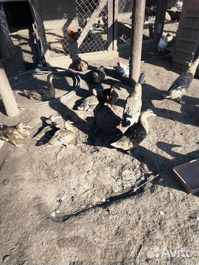 Индюки Утка подсадная Гуси