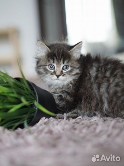 Сибирские котята