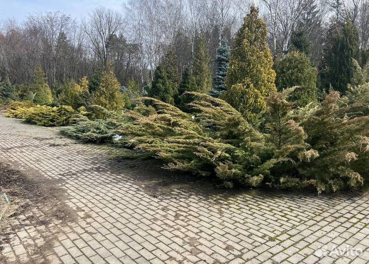 Можжевельник Блю Эрроу с доставкой с полей