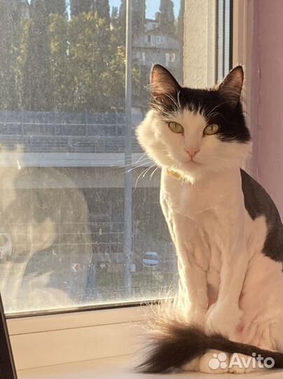 Кот в добрые руки