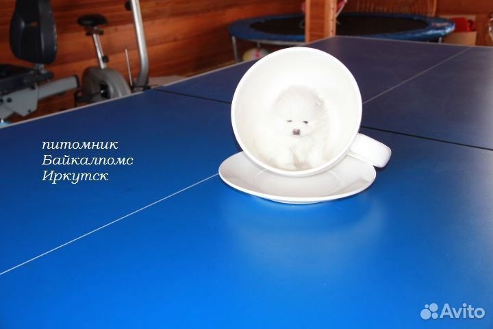 Мини шпицы, белая девочка и мальчик черно подпалый