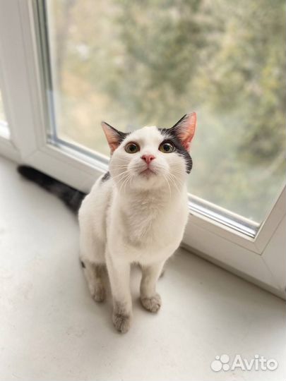 Кошечка в добрые руки