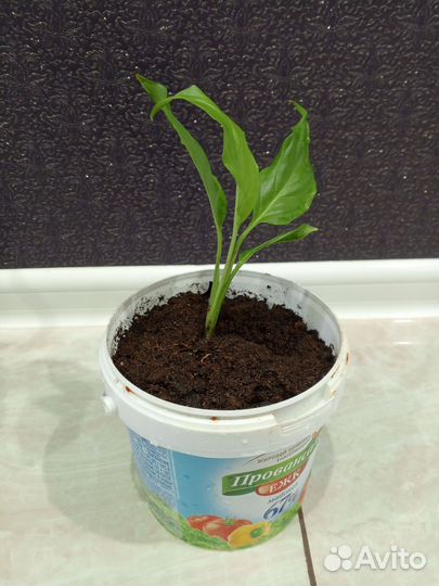 Цветок женское счастье