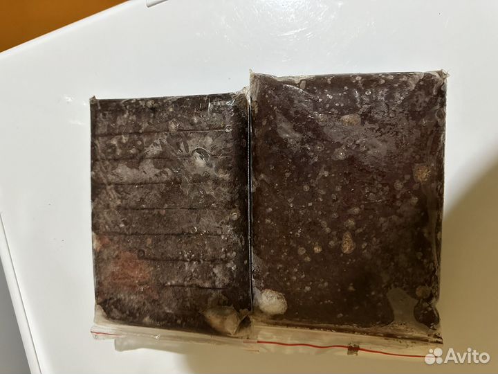 Артемия замороженная, мотыль кормовой лиманный