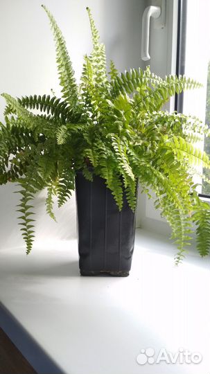 Папоротник