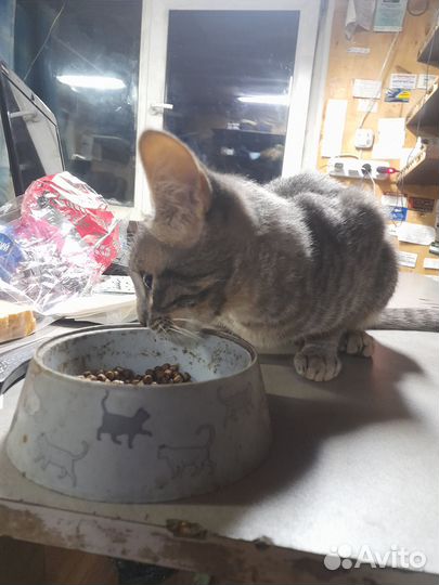 Котенок мальчик